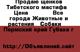 Продаю щенков Тибетского мастифа › Цена ­ 45 000 - Все города Животные и растения » Собаки   . Пермский край,Губаха г.